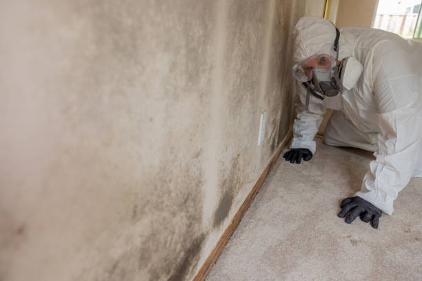 Why You Should Choose Our Mold Remediation Services in Lauderdale Lakes, FL